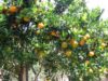 Classification and Morphology of Honey Orange Plants