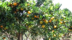 Classification and Morphology of Honey Orange Plants