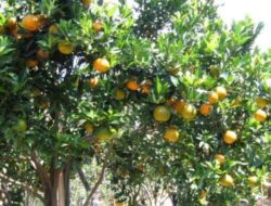 Classification and Morphology of Honey Orange Plants
