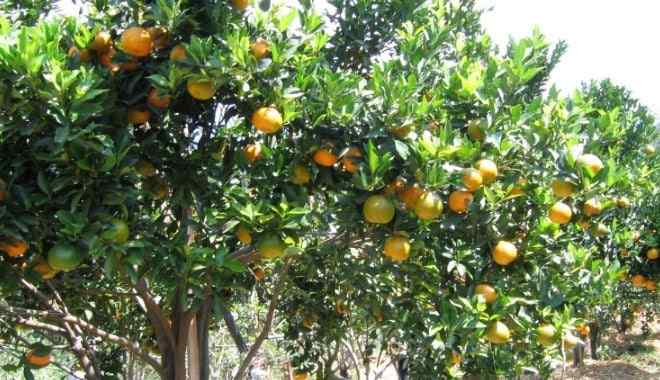 Classification and Morphology of Honey Orange Plants