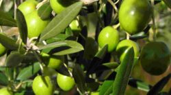 Morphology and Classification of Olive Trees