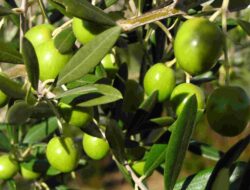 Morphology and Classification of Olive Trees