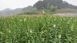 Classification and Morphology of Sesame Plants