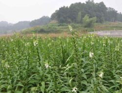 Classification and Morphology of Sesame Plants