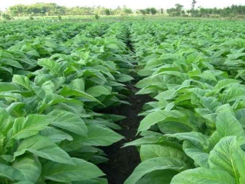 Classification and Morphology of Tobacco Plants