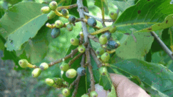 Classification and Morphology of Adem Ati Plants