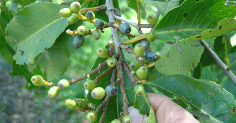 Classification and Morphology of Adem Ati Plants