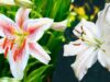 Classification and Morphology of Lily Plants