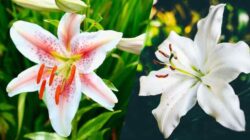 Classification and Morphology of Lily Plants
