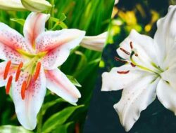 Classification and Morphology of Lily Plants
