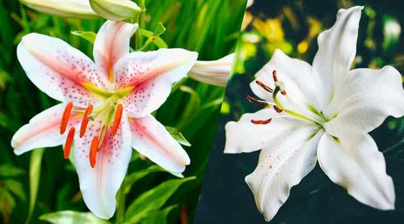 Classification and Morphology of Lily Plants
