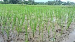 How to Cultivate Rice Plants using the SRI Method