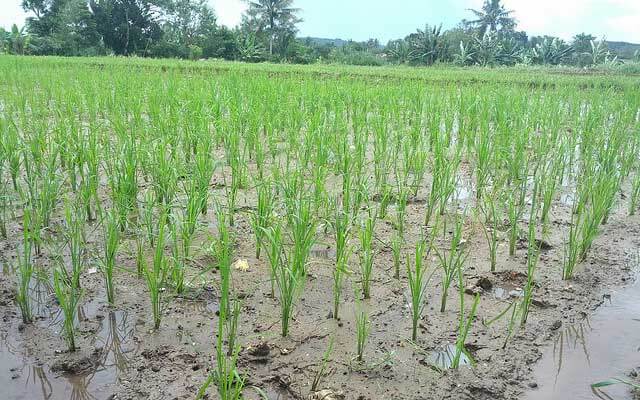 How to Cultivate Rice Plants using the SRI Method