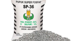 Benefits of SP36 Fertilizer for Rice Plants