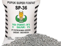 Benefits of SP36 Fertilizer for Rice Plants