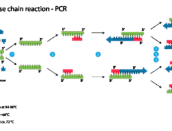 Components in PCR (Polymerase Chain Reaction)
