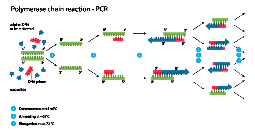 Components in PCR (Polymerase Chain Reaction)