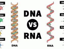 Connectivity of DNA with RNA