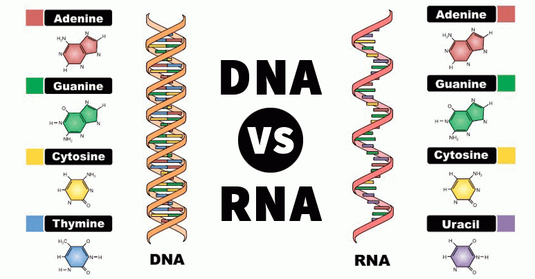 Connectivity of DNA with RNA
