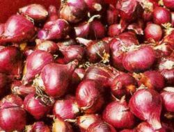 Types of Shallot Varieties That Are Good in Peat Soil