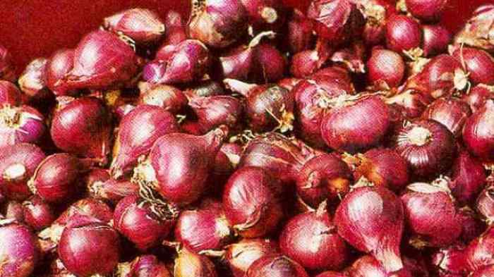 Types of Shallot Varieties That Are Good in Peat Soil
