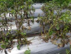 How to Control Lodoh Disease in Potato Plants