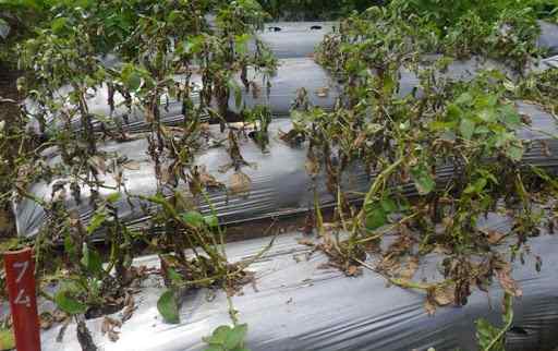 How to Control Lodoh Disease in Potato Plants