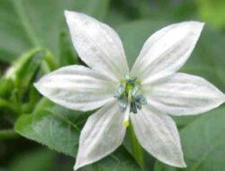 Causes and How to Deal with Many Chili Flowers Falling Off