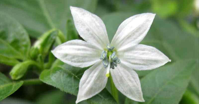 Causes and How to Deal with Many Chili Flowers Falling Off