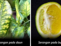 How to Control CVPD Disease on Citrus Plants