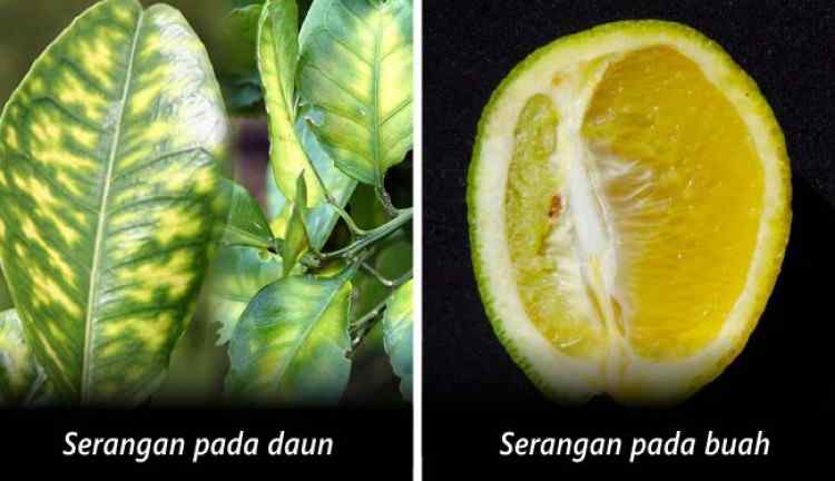 How to Control CVPD Disease on Citrus Plants