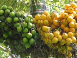 How to Control and Overcome Borer Pests on Areca Palm Plants