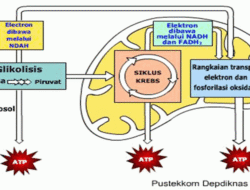 The definition of cellular respiration is: type, purpose, process and product