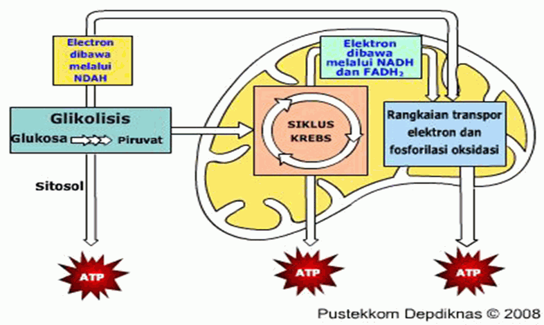 The definition of cellular respiration is: type, purpose, process and product