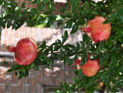 Types and Methods of Controlling Pests and Diseases of Pomegranate Plants