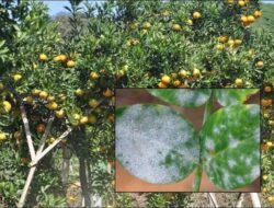 13 Types and Ways to Control Pests and Diseases of Citrus Plants