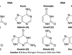 Definition of Adenine and Guanine and their differences