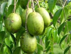 Types and Methods of Controlling Pests and Diseases of Kedondong Plants