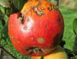 11 Types and Methods of Controlling Pests and Diseases of Apple Plants