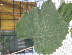 9 Types and Ways to Control Grape Pests and Diseases