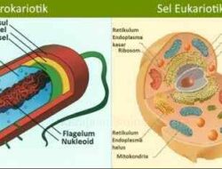 Difference between Eukaryotic Cells and Prokaryotic Cells