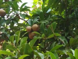 7 Types and Methods of Controlling Pests and Diseases of Sapodilla Plants