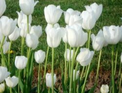 Classification and Morphology of Lily Flower Ornamental Plants