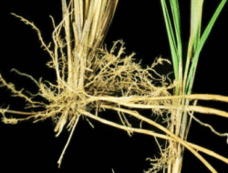 Free classification and Creation