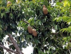 Classification and Morphology of Mahogany Plants
