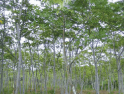 Classification and Morphology of Sengon Plants