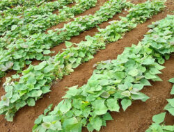 Classification and Morphology of Cilembu Sweet Potato Plants