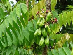 Classification and Morphology of Starfruit Plants