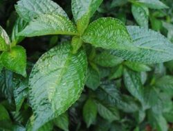 Classification and Morphology of Keji Beling Plants