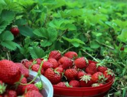 Classification and Morphology of Strawberry Plants